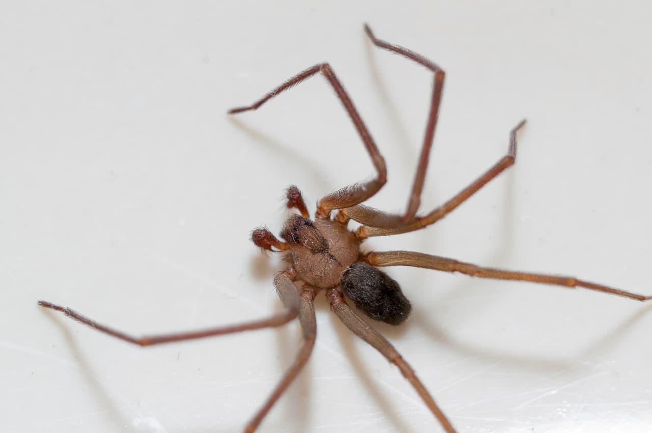 La araña reclusa parda puede ser extremadamente peligrosa si se le provoca. Esta especie en lugares calientes y secos, y se han reportado muchas mordidas, especialmente en niños.