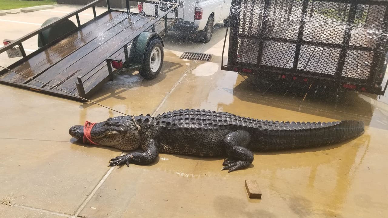 Autoridades capturaron a un cocodrilo que estaba cerca de un parque en La Porte, Texas, al sureste de Houston.