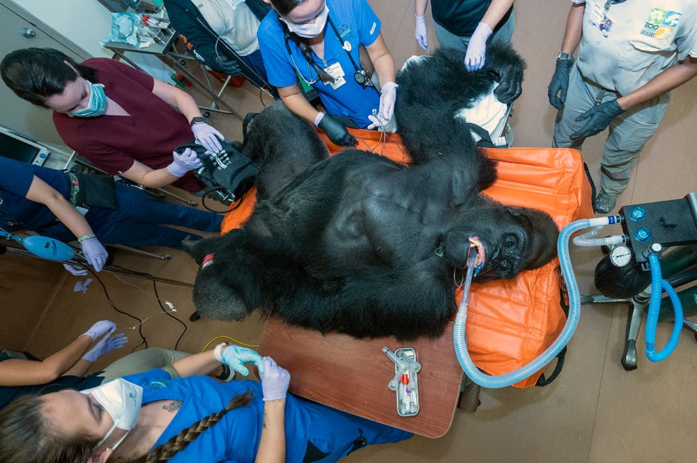 A Barney le hicieron una broncoscopia y varias radiografías. El neumólogo humano, el Dr. Gregory Holt de la Universidad de Miami, trabajó junto con el equipo de Salud Animal del 
<a href="https://www.univision.com/temas/zoologicos">Zoológico</a>.