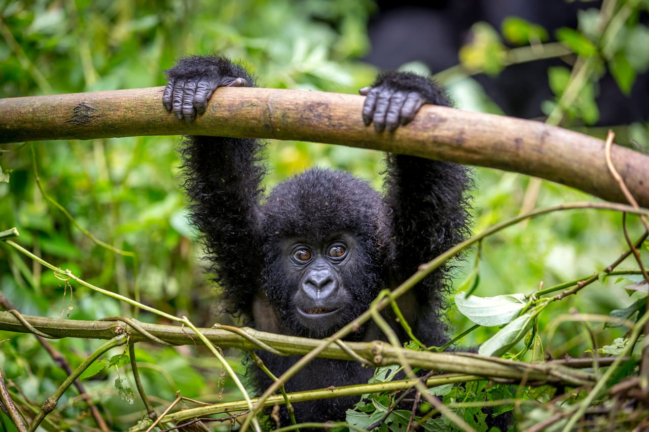 <b>Congo</b>
<br>
<br>
<b>Parque Nacional Virunga.</b>
<br>
<br>“Para asegurar la perpetuación en el valor de los recursos de la propiedad, el parque debe ser manejado con base científica y poseer un plan de manejo que facilite, entre otros, una mejor delimitación de las diferentes zonas”, argumenta la UNESCO.
<br>
<br>
<b>Otros patrimonios en peligro en este país:</b>
<br>
<br>
<b>Parque Nacional de Garamba.</b>
<br>
<br>
<b>Parque Nacional Kahuzi-Biega.</b>
<br>
<br>
<b>Reserva de Vida Silvestre Okapi.</b>
<br>
<br>
<b>Parque Nacional de Salonga.</b>
<br>