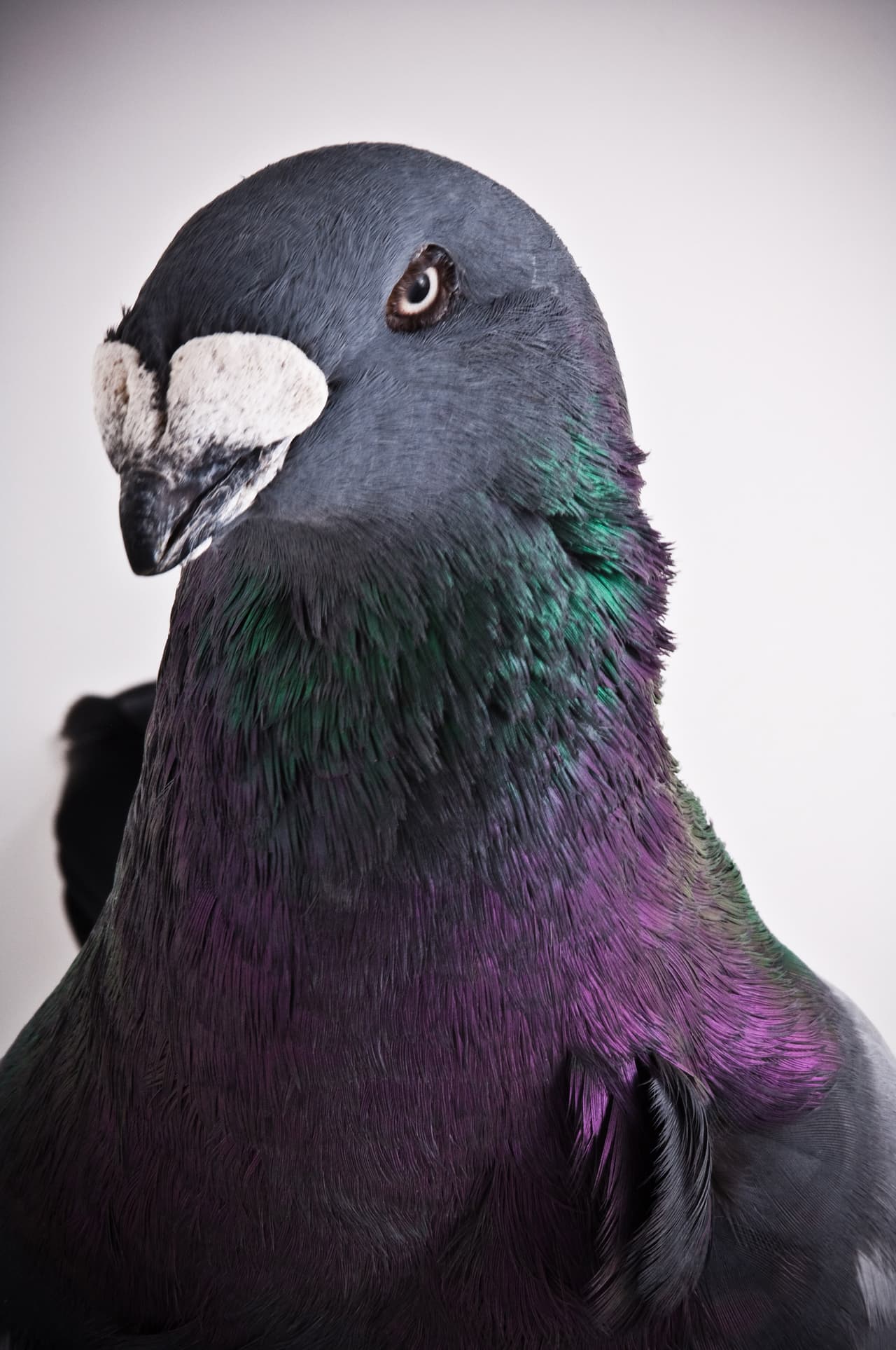 Sus plumas están acicaladas y listas para la toma.