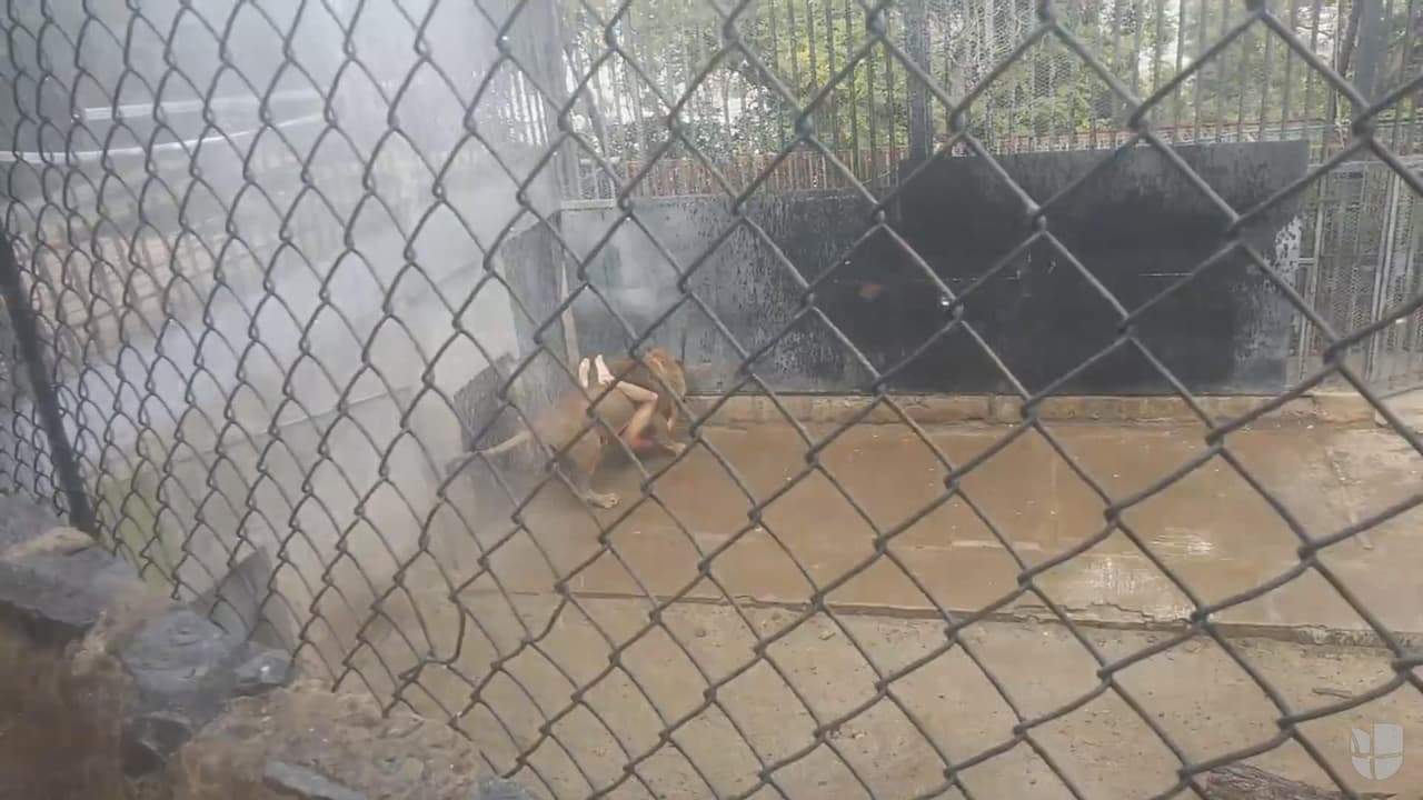 Investigan si un joven que se lanzó desnudo a los leones se inspiró en la Biblia