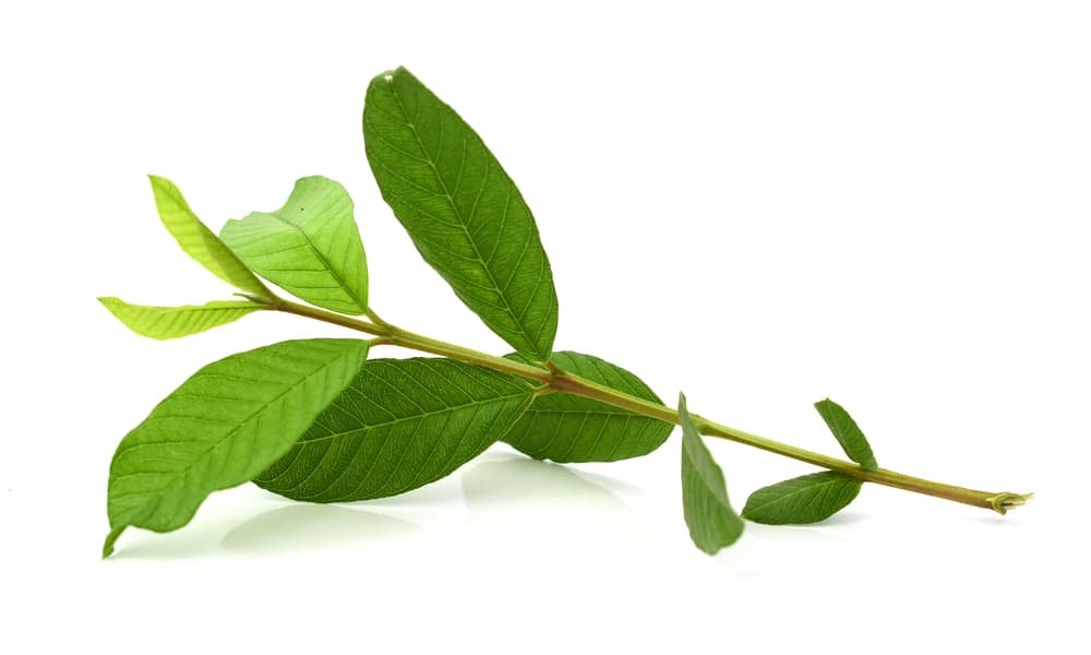 Al triturar las hojas puedes colocarlas en raspones y cortes menores para ayudar a evitar que las heridas se infecten. También son buenísimas para las picaduras de insectos.