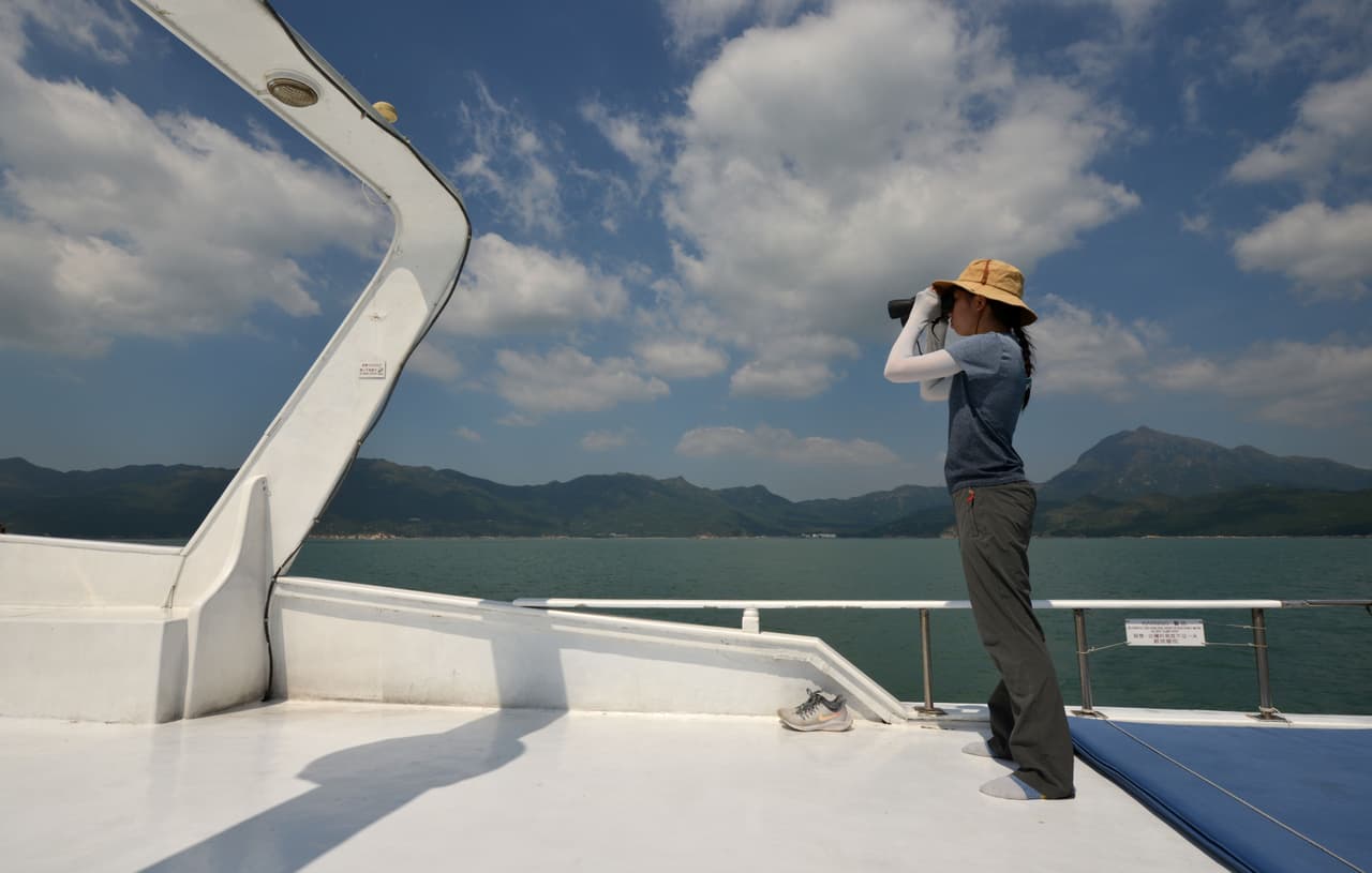 Los transbordadores entre Hong Kong y Macao han sido suspendidos desde febrero,
<b>brindando a los científicos marinos locales la oportunidad de estudiar cómo los mamíferos se han adaptado a la "tranquilidad sin precedentes". </b>
<br>
<br>"Estamos viendo tamaños de grupo mucho más grandes, así como un comportamiento de apareamiento mucho más socializador, que en realidad no habíamos visto en los últimos cinco años", dijo la Dra. Lindsay Porter, científica marina con sede en Hong Kong.
<br>
<br>Según el equipo de
<a href="https://www.univision.com/temas/investigacion">investigación </a>de Porter, el número de delfines rosados ha aumentado aproximadamente un tercio en esas aguas desde marzo.
<br>
<br>Sin embargo, los
<b> científicos siguen profundamente preocupados por su supervivencia a largo plazo en una de las rutas marítimas más transitadas del mundo. </b>El destello revelador de rosa saltando de las aguas alerta a Naomi Brennan de la presencia de uno de ellos y anota la ubicación del animal en un dispositivo GPS.