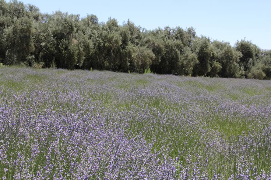 El espectáculo visual es uno de los atractivos del paseo, pero para los más curiosos en estos arbustos se esconde otro mundo.
