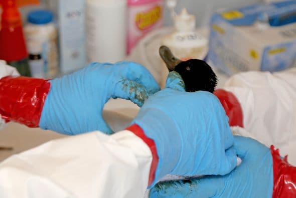 Continúan las labores de limpieza tras derrame de petróleo