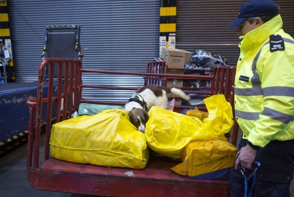 Es importante agradecer el valor que tienen y darles un buen cuidado, incluso en su entrenamiento.