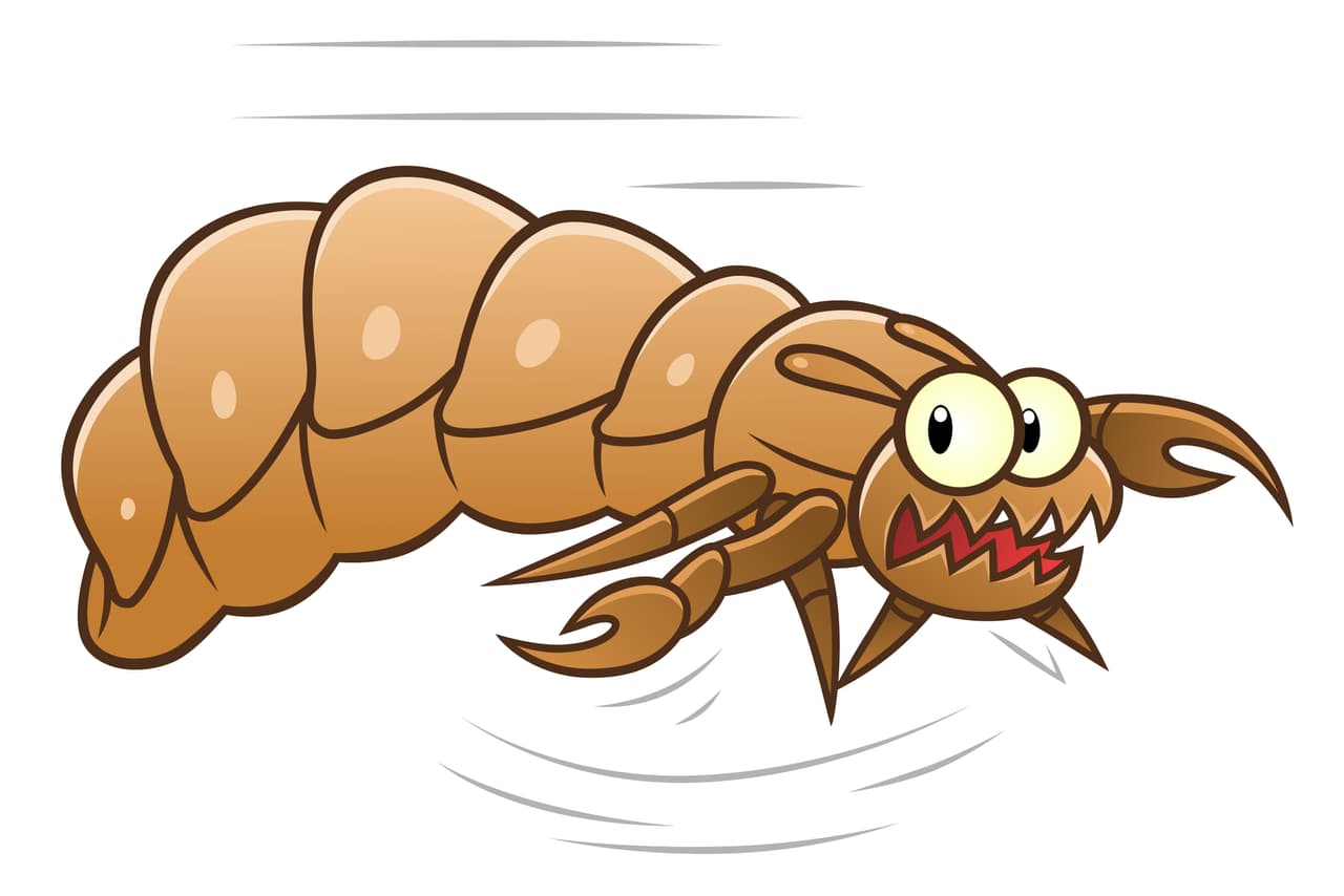 Hay quienes también califican estos sueños como un reflejo de la vida diaria de la persona, pues suelen tener una situación difícil de controlar o manejar, generándoles un desequilibrio mental o emocional. Por eso lo asocian con estos bichos.