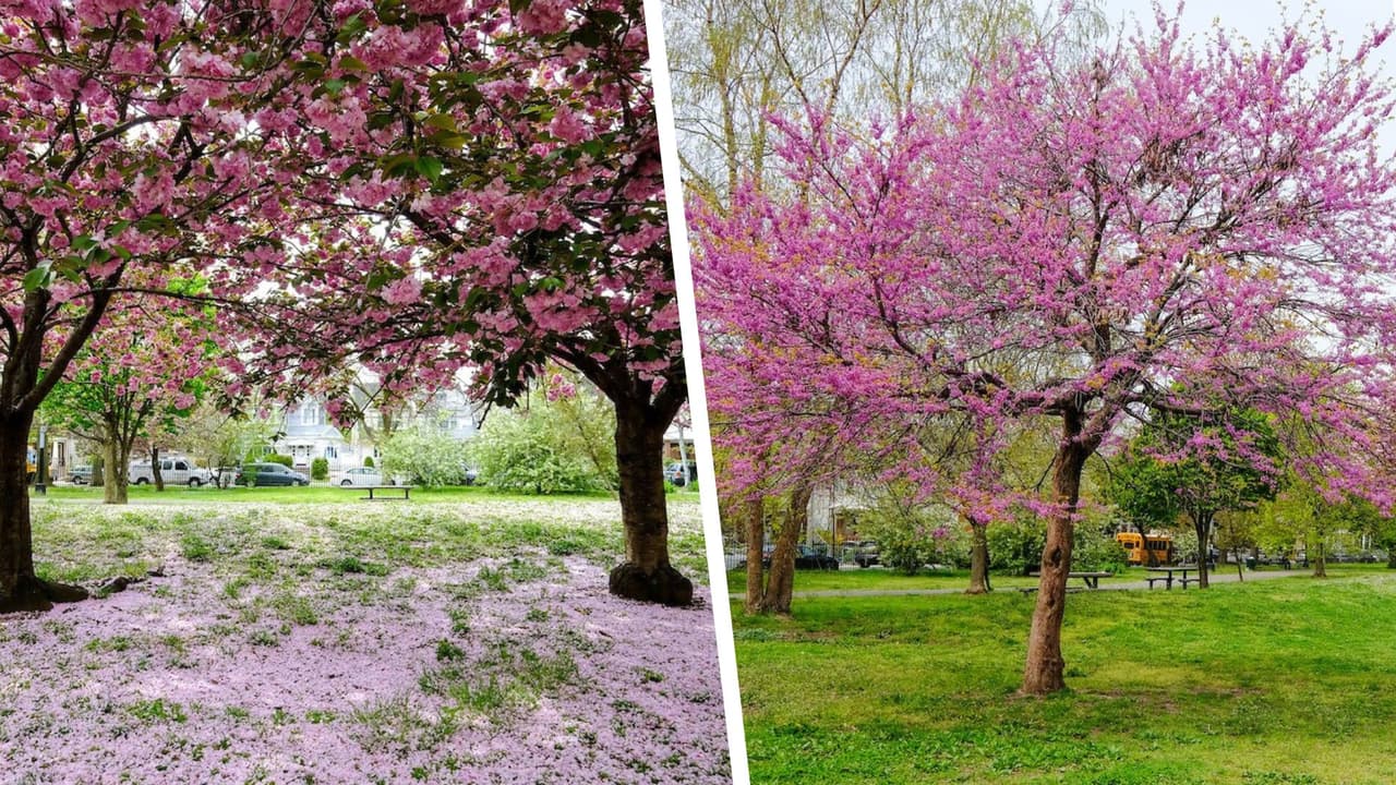<b>Desde marzo y hasta finales de abril</b> la temporada del florecimiento de los cerezos comienza en la Gran Manzana y pinta de rosa algunas zonas de Central Park y otras áreas verdes. Aquí te mostramos siete lugares a donde puedes acudir.