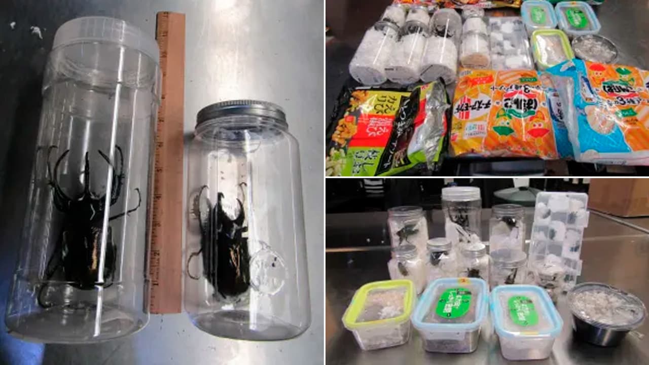 Los escarabajos tienen un valor aproximado de $1,480 dólares.