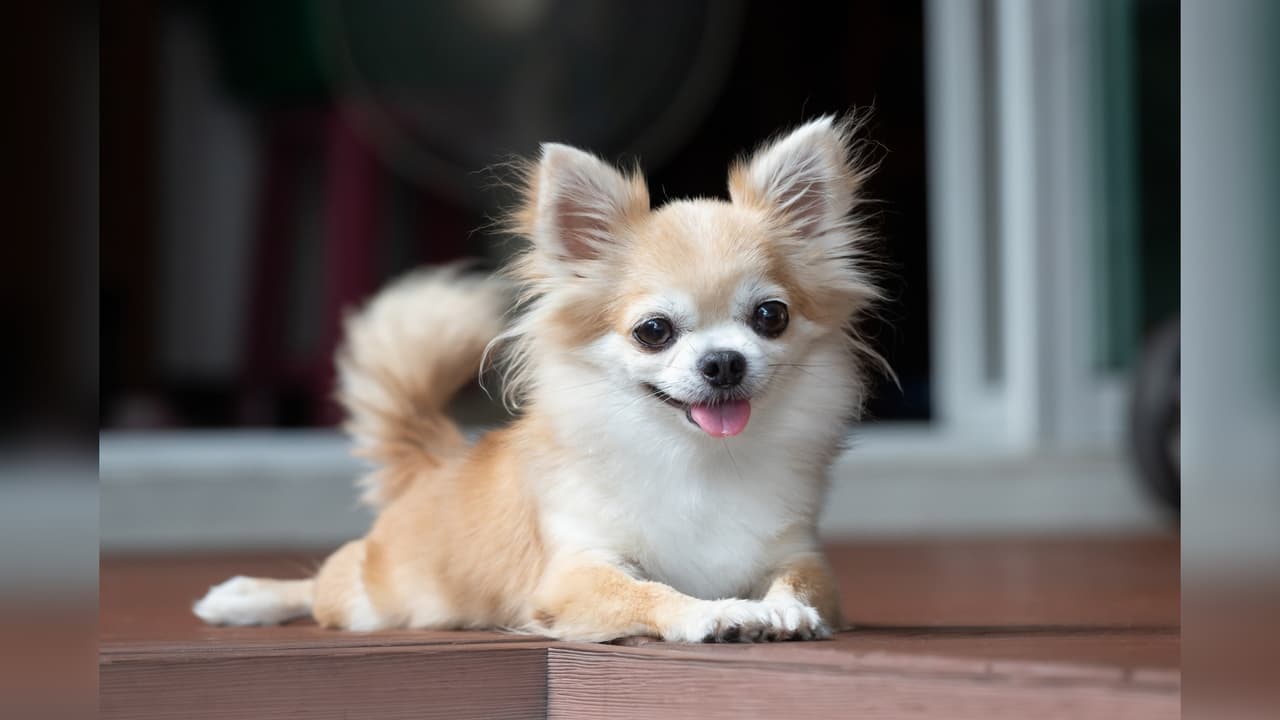 "Sin ella no estaría aquí": Mujer asegura que su  perro chihuahua le salvó la vida al ayudarle a ser diagnosticada con cáncer