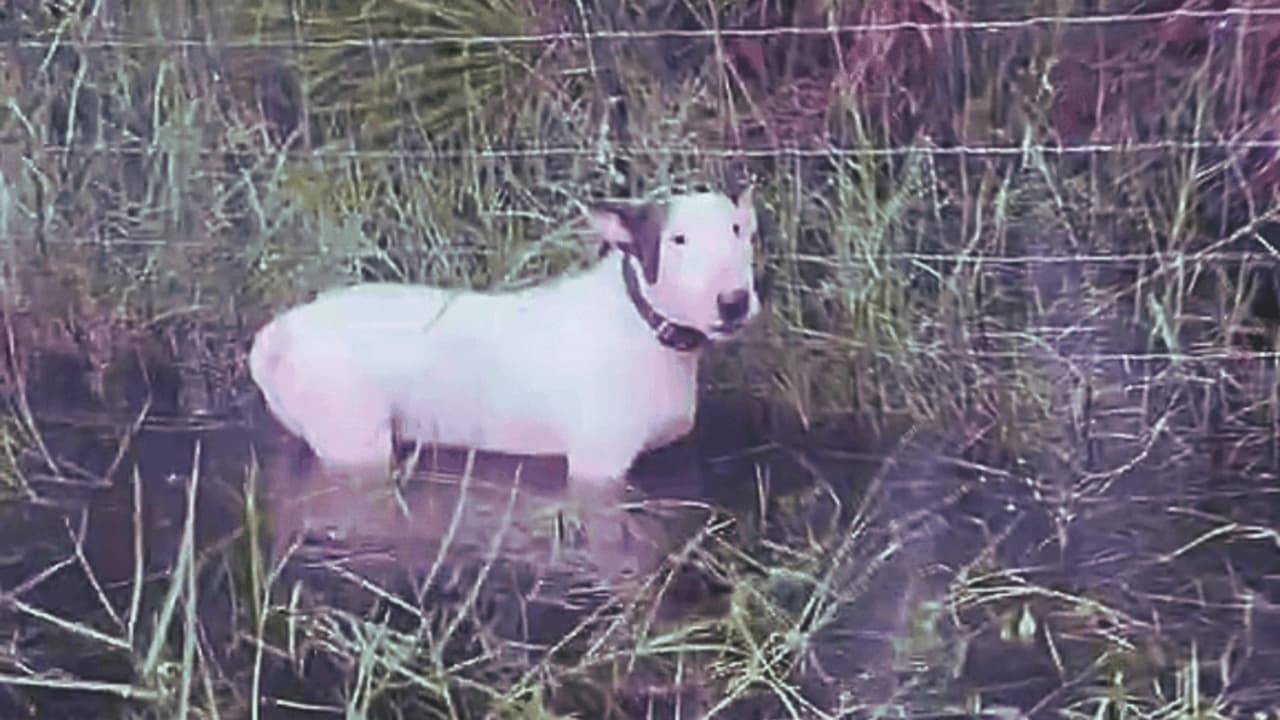 En honor a perrito rescatado en el huracán Milton, proponen ley en Florida para proteger a mascotas: ¿en qué consiste?