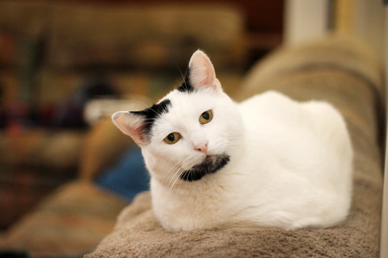 ¿Qué podemos esperar de este minino? ¡Que siga luciendo esa barbita suya por varios años más!