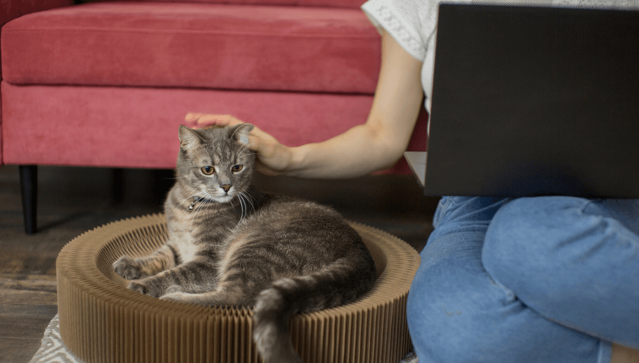 Siempre hay que procurar que nuestras mascotas tengan comida, agua fresca, dónde dormir, juguetes y estar en espacios aptos