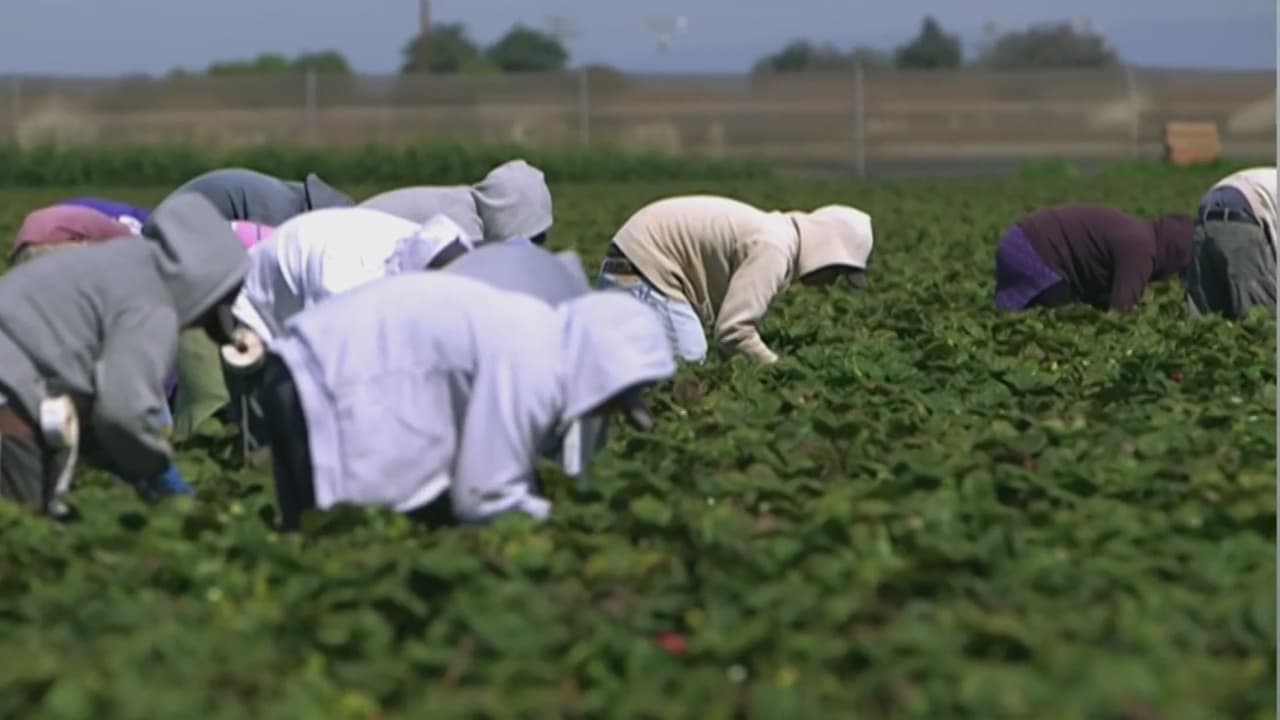 Caravana móvil recorrerá campos agrícolas de California para orientar a los campesinos sobre sus derechos