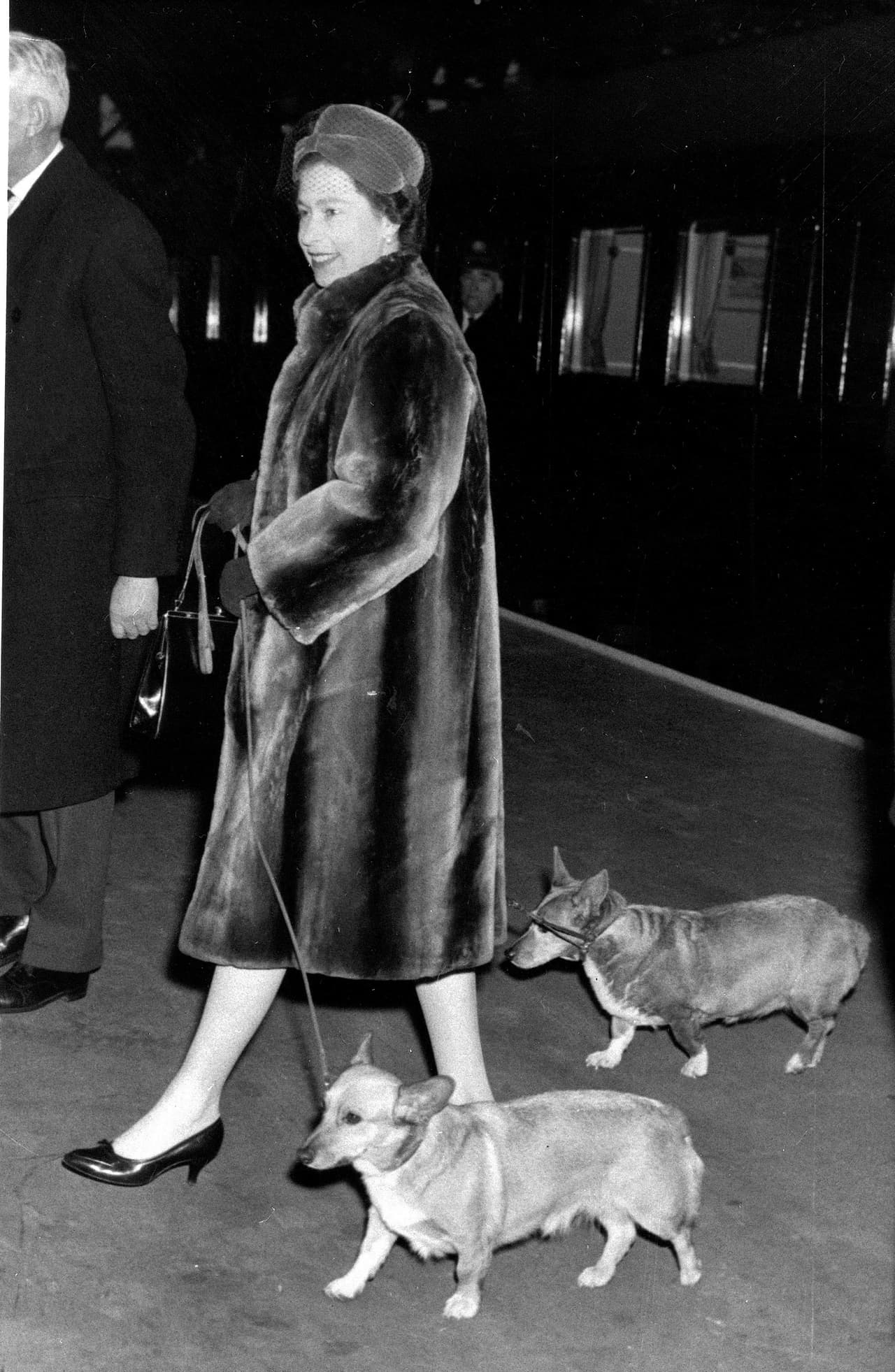 La reina Isabel II tuvo cerca de 30 corgis a lo largo de su vida. En esta foto, sin fechar, aparece con dos de ellos. “Una de las cosas intrigantes que la gente se pregunta en el funeral es si un corgi estará presente”, explicó a la agencia AP Robert Lacey, historiador real y autor de 
<i>Majesty: Elizabeth II and the House of Windsor</i>.