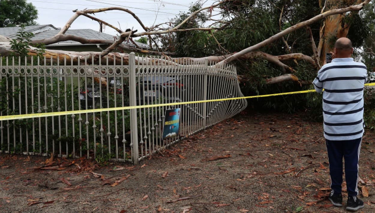 Árbol de eucalipto destruye dos autos en Sun Valley: resistió al temblor, pero a la tormenta Hilary no