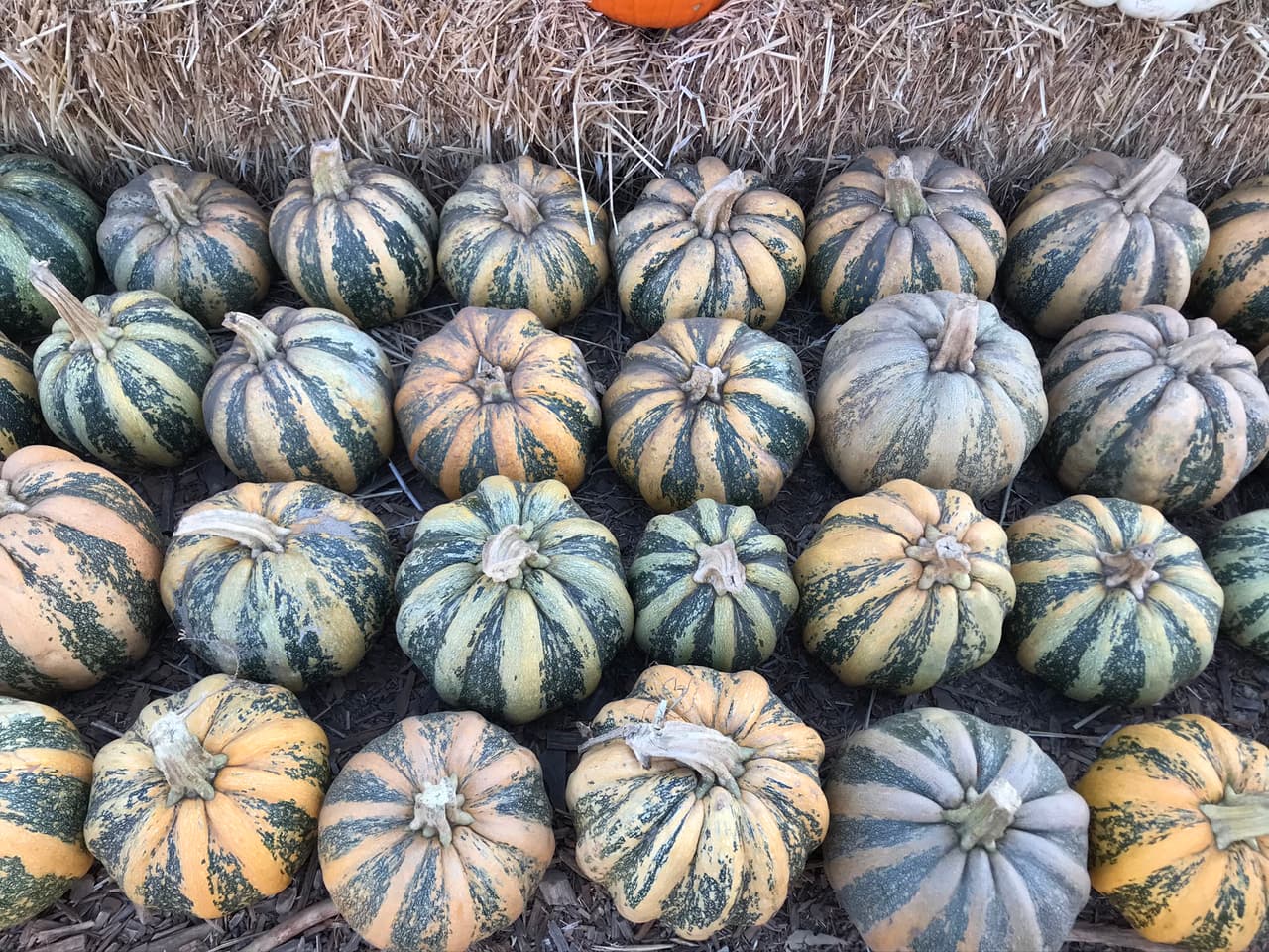 Entre las calabazas hay varios tipos , estas pertenecen a las popularmente conocidas como 'Tiger pumpkin' por sus franjas bien delimitadas y crestas pronunciadas.
