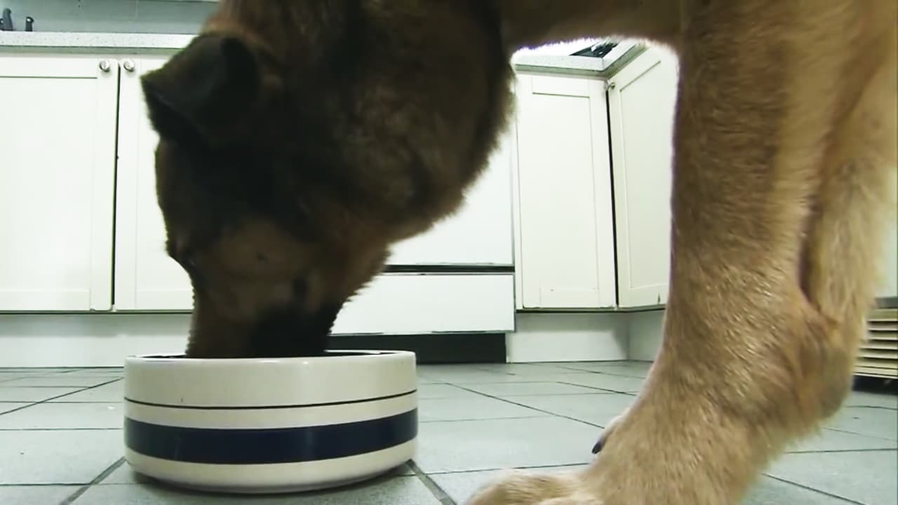 Estudio revela nueva información sobre la comida de tu perro y el riesgo de que padezca cáncer
