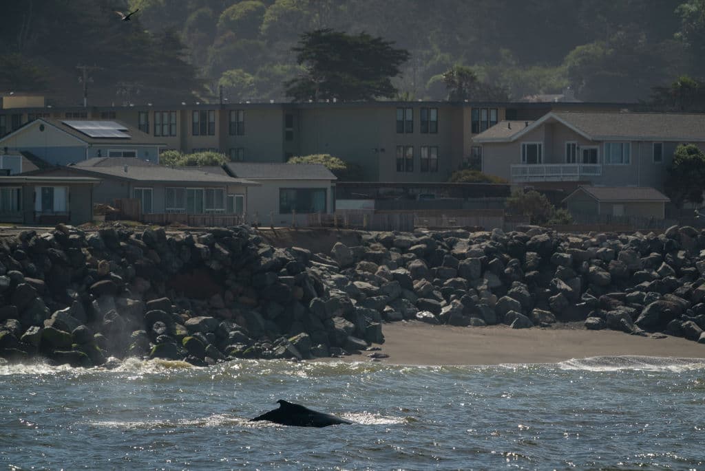 Una imagen que responde 
<b>cuán cerca están las ballenas</b> jorobadas de 
<b><a href="https://www.univision.com/local/san-francisco-kdtv/perros-surfistas-competencia-ganan-mas-publico-show-ballenas-pacifica-fotos" target="_blank">la costa en Pacífica</a></b>. Hay vecinos del área que las divisan desde sus casas.