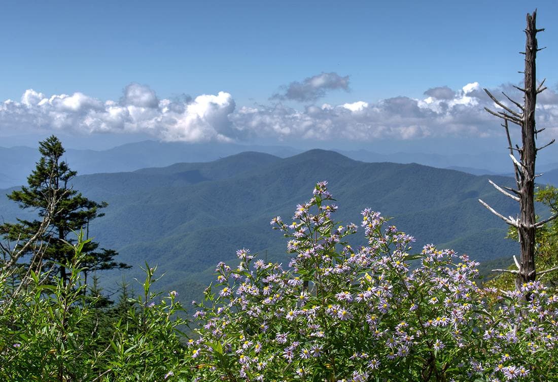 Disfruta de las flores silvestres en varios senderos del estado, como los del 
<b>Parque Nacional Great Smoky Mountains</b>, en Blue Ridge Parkway, Grandfather Mountain y Chimney Rock. Y al este de las montañas, descubrirás una sorprendente riqueza de flores silvestres en el Parque Estatal Raven Rock en Lillington.