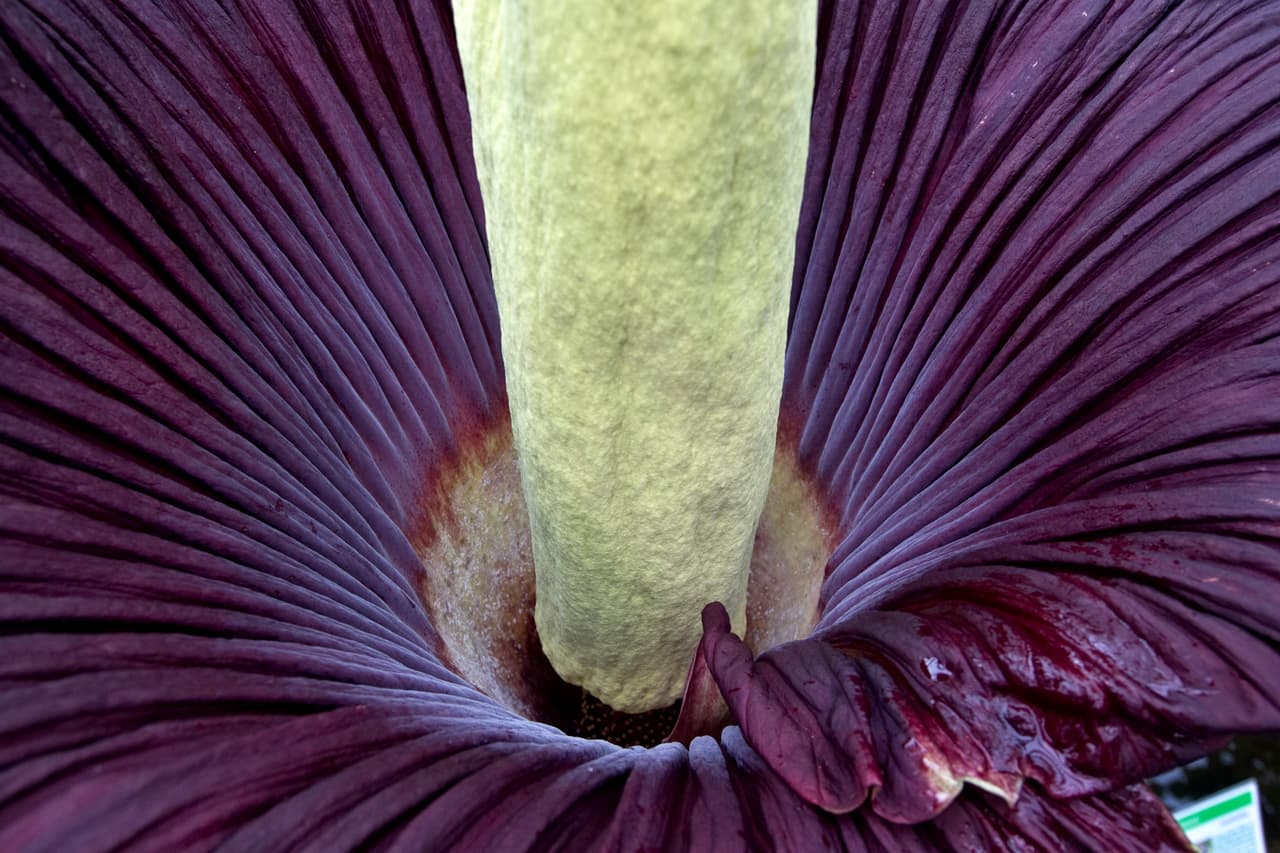 Esta flor puede alcanzar más de seis pies de alturas cuando florece, sus hojas puede llegar a abrirse en un diámetro de hasta cuatro pies y puede llegar a pesar hasta 165 libras.