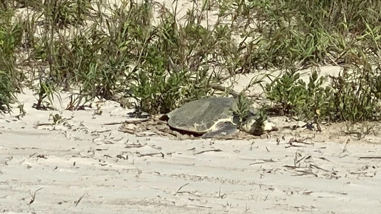 Este es el segundo año consecutivo que este tipo de tortuga viene y construye su nido dentro de este parque estatal costero.