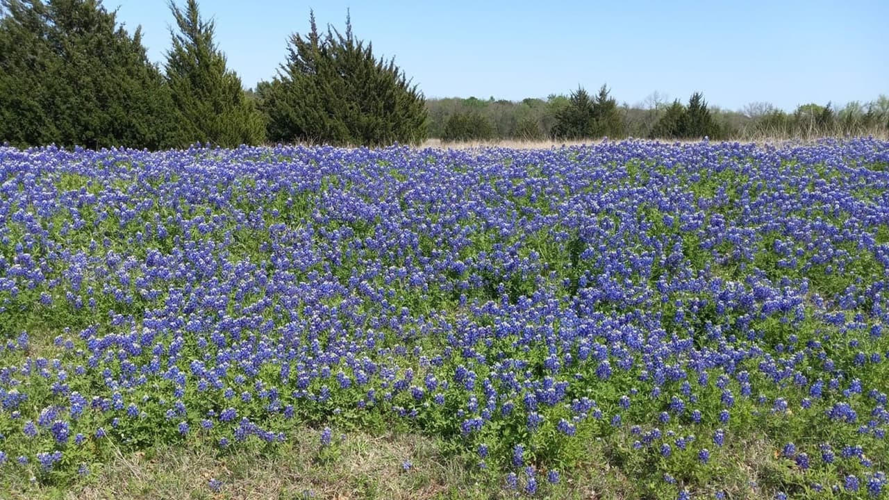En Royse, City también hay otro campo de bluebonnet, nuestra seguidora Juana Robles nos envía esta fotografía.