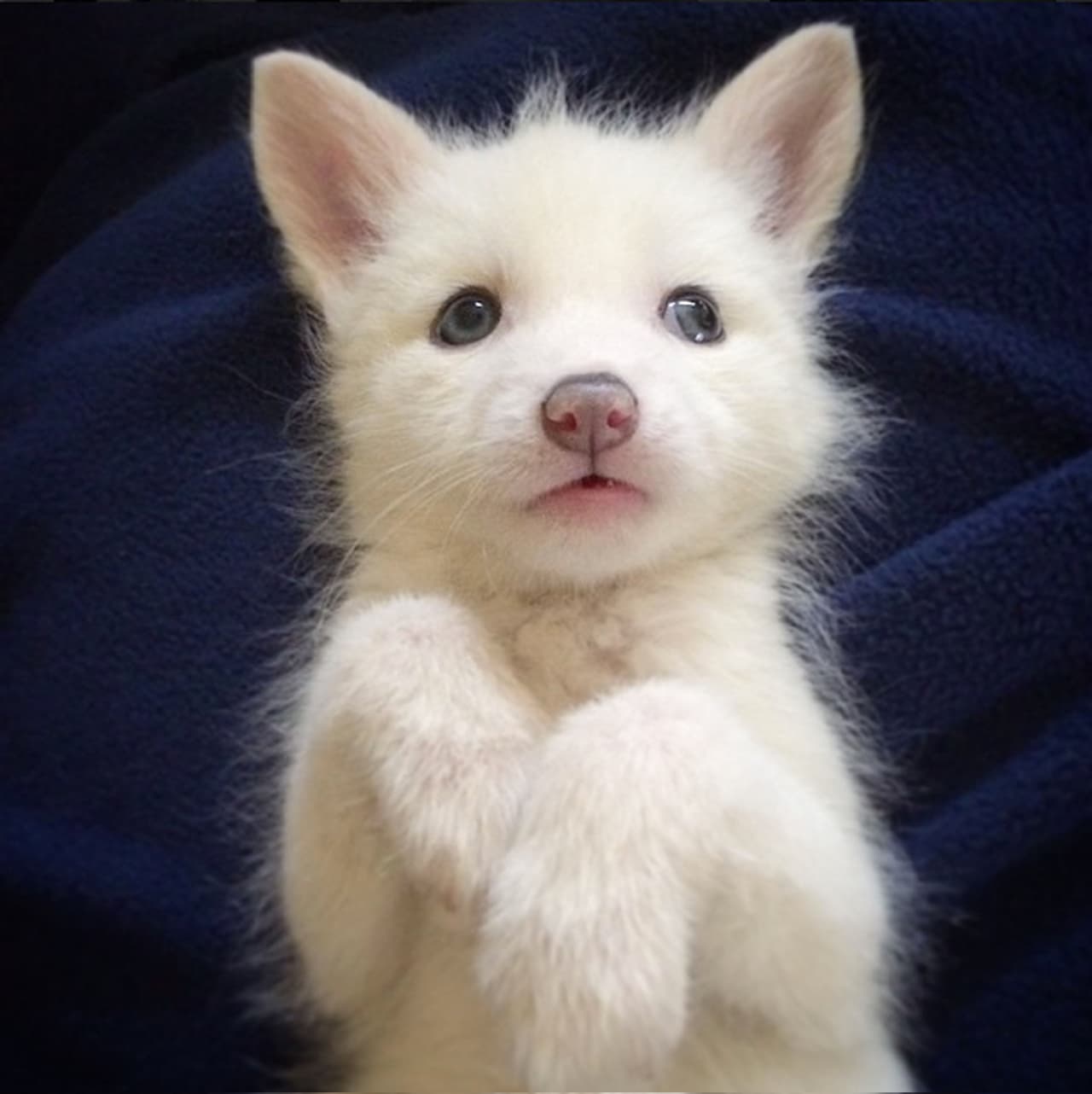 ¡Quedarás bajo hipnosis por su ternura!