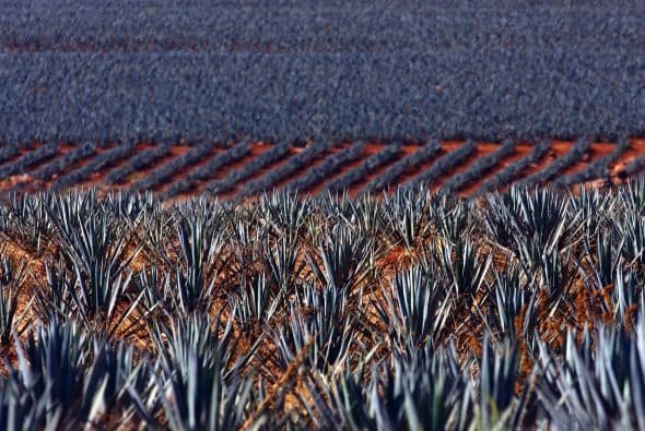 Las organizaciones indicaron en un evento la víspera que el objetivo es posicionar la fecha anual que promueva el licor típico mexicano cada siguiente miércoles después de la celebración del Día de Acción de Gracias en Estados Unidos.