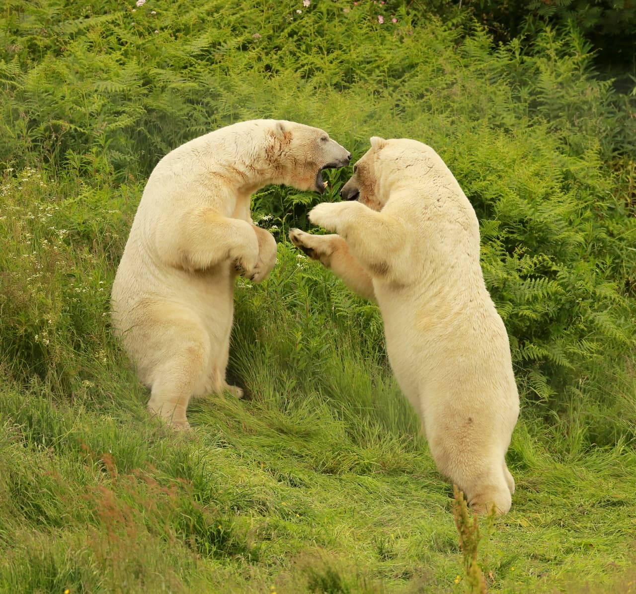 Roy McPeak capturó estas tiernas imágenes de los osos que están madurando.