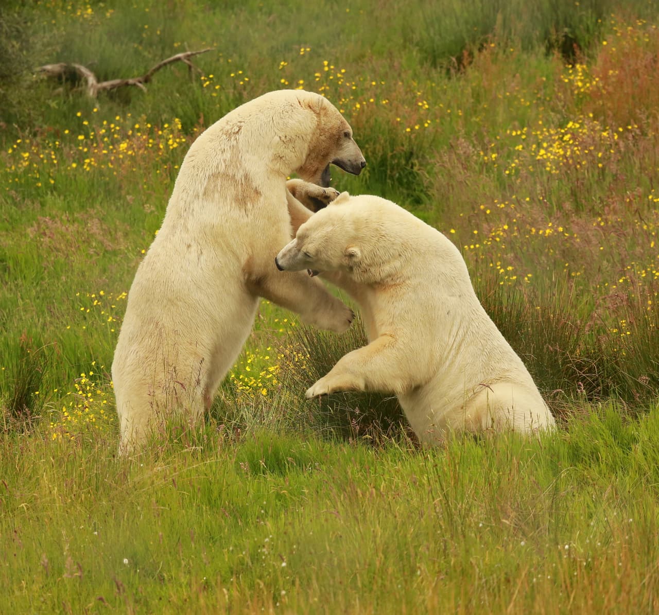 El fotógrafo de 45 años estaba a tan sólo 55 metros de los osos que viven en el Highland Wildlife Park, en Escocia.