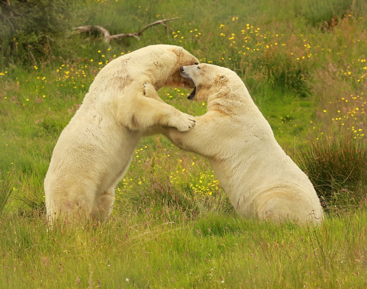 Walker tiene seis años y Arktos tiene siete.