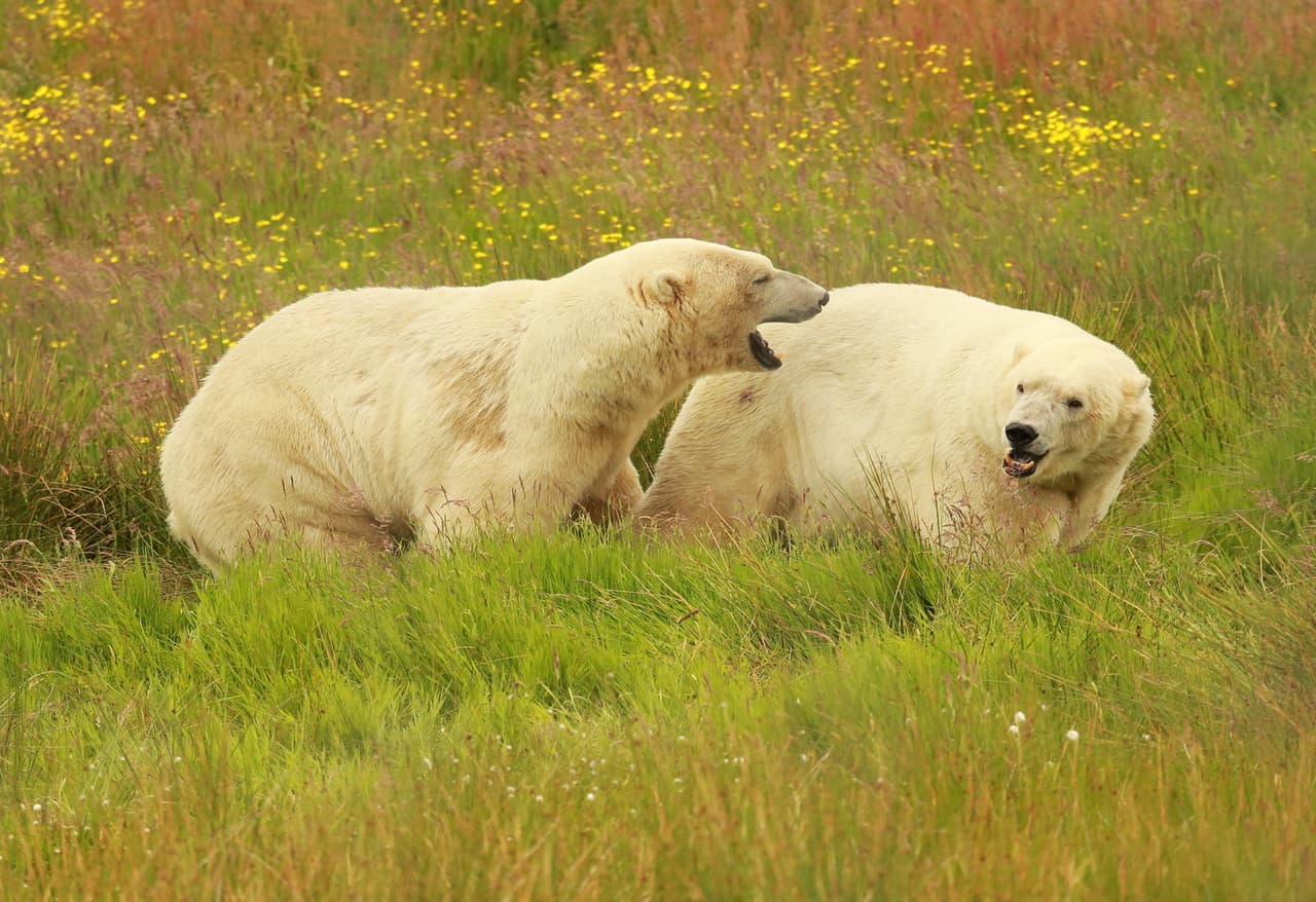Estas habilidades son esenciales cuando no están en cautiverio, y las practican desde que son oseznos.
