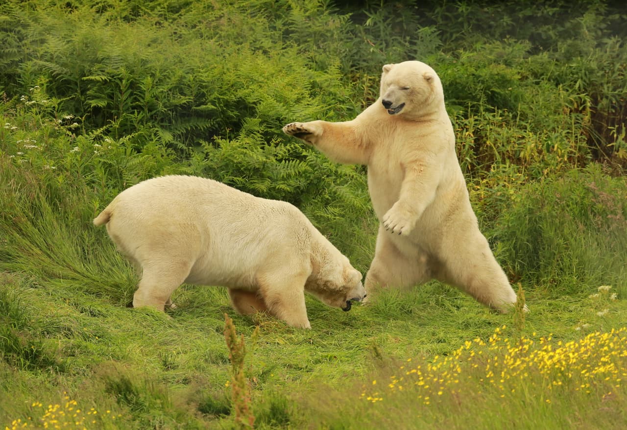 Dos osos polares jugaban luchitas en un campo lleno de bellos ranunculus.