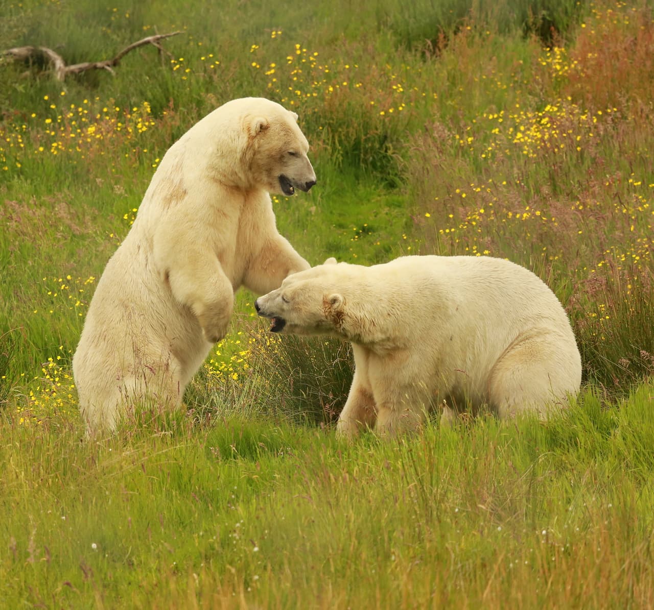 ¿Qué hacían estos esos típicos del frío en un lugar como este?
