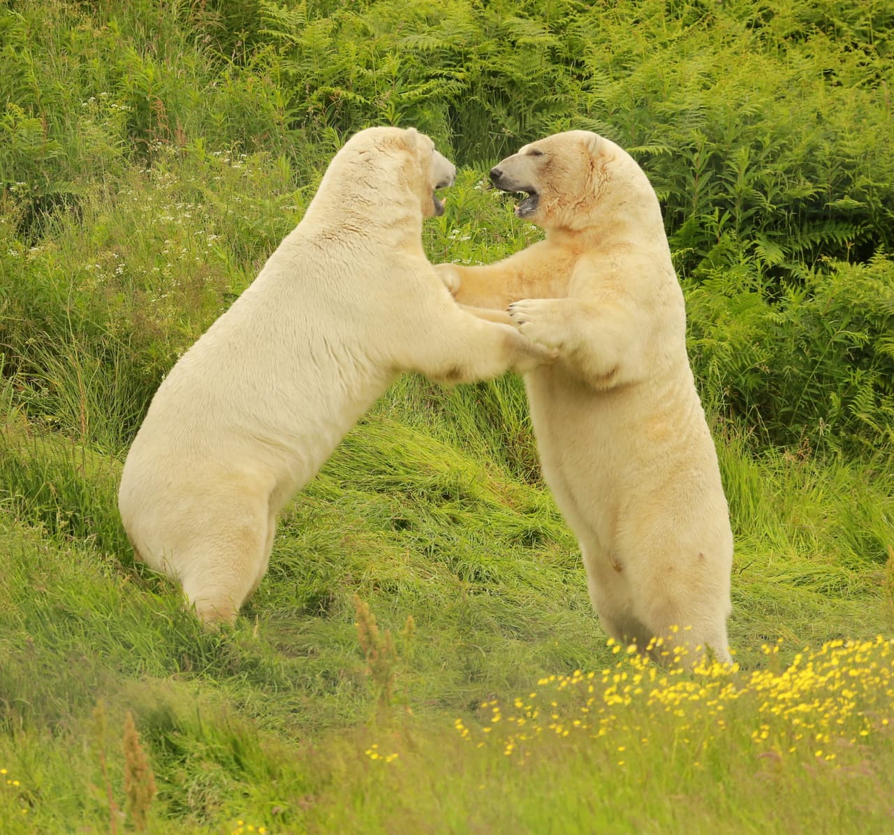 Aunque los osos gruñían, en realidad así es como entrenan sus habilidades para pelear y cazar.