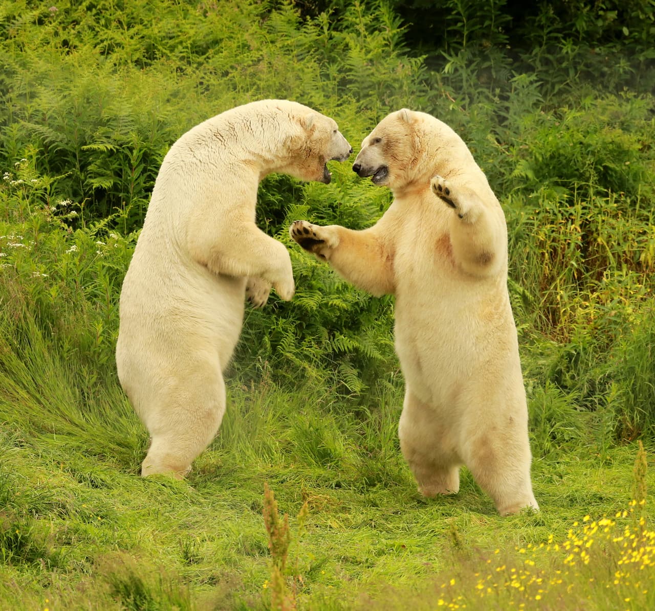 Estos dos ositos dieron un espectáculo de lucha libre.