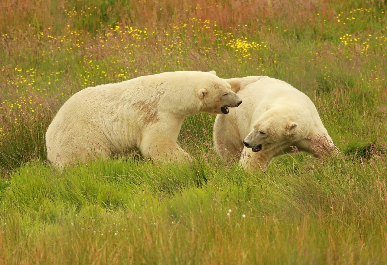 Walker y Arktos ‘peleaban’ y se abrazaban mientras intentaban tirarse uno al otro sobre las amarillas plantas.