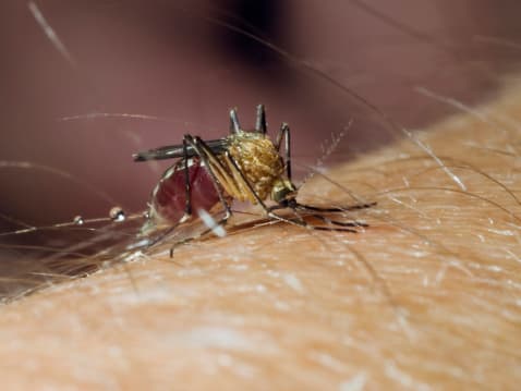Autoridades de salud advierten sobre gran presencia de mosquitos en San Antonio 