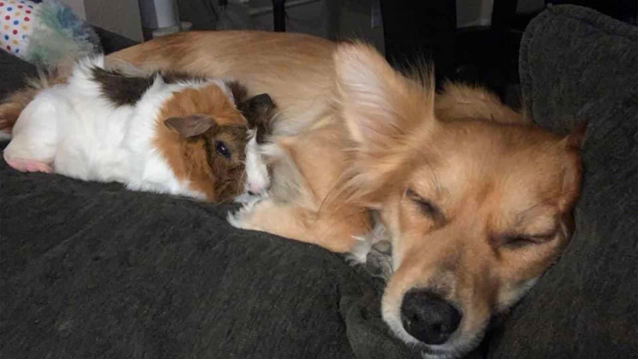 "Cookie y Sadie". Moe Garza.