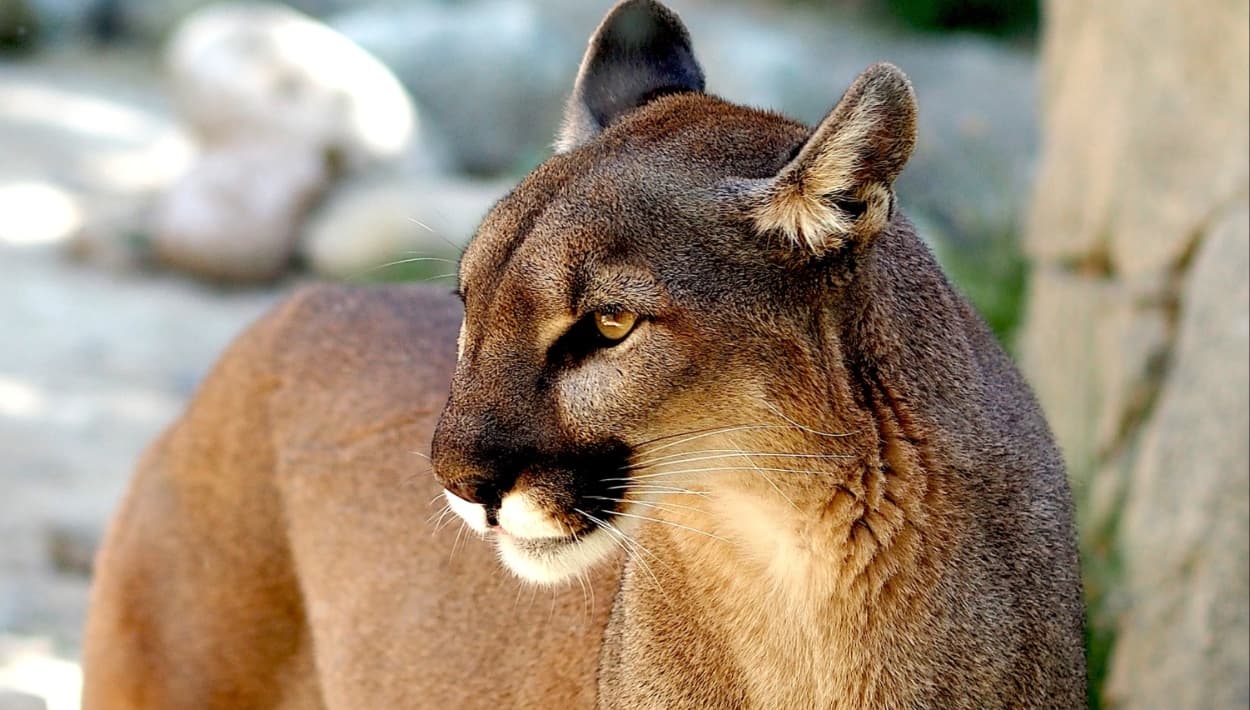 Grupos de defensa de la vida silvestre demandan a Utah por la ley de caza de pumas