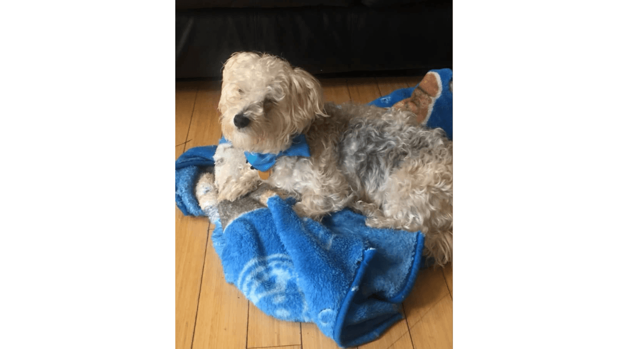 "El es Milo mi perrito que amo con todo mi corazón".