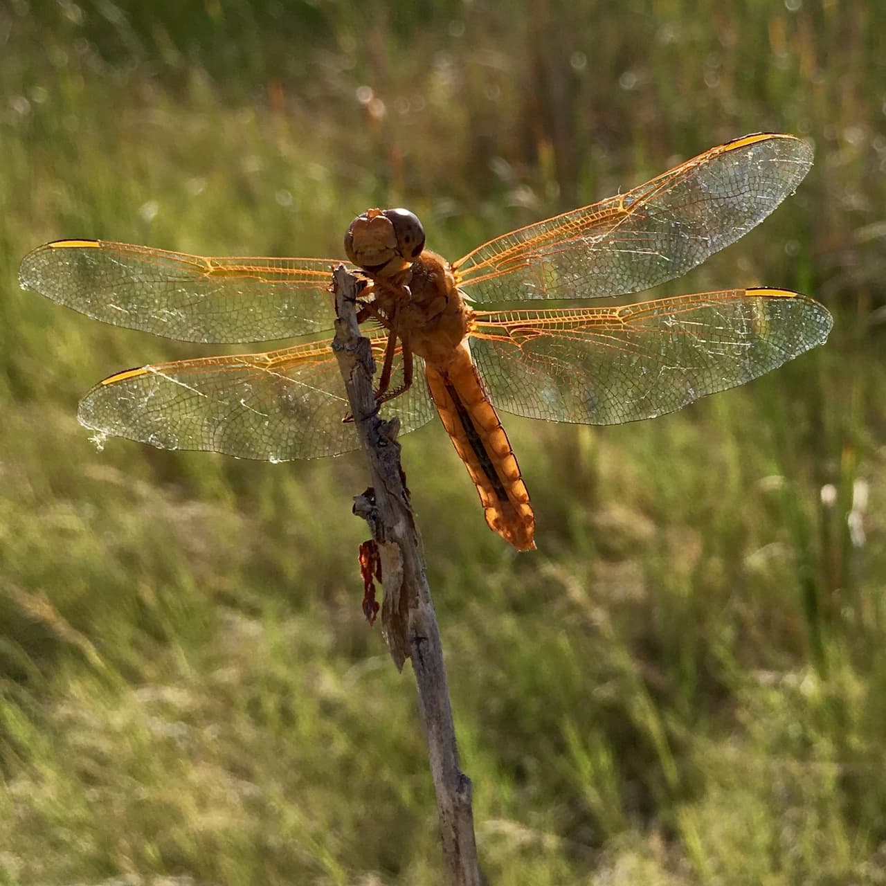 "El público tiene derecho a saber la historia que hay detrás de la obsesión destructiva que tiene Trump con los muros fronterizos", opinó Jean Su, un abogado del centro demandante. Mientras que el propio El Servicio de Pesca y Vida Silvestre define este lugar como "una de las regiones con mayor biodiversidad de América del Norte". En él existen especies cómo este dragón rojo de la familia de las libélulas, que vuela en el Centro de Recuperación de Recursos Acuáticos Nativos del Suroeste en Dexter, Nuevo México.