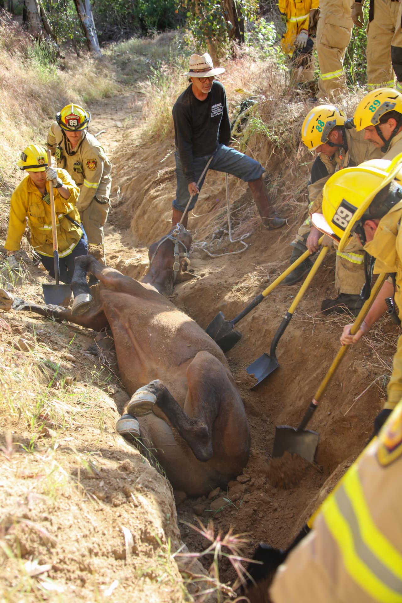 Mientras el jinete ayudaba a mantener tranquilo y confiado al caballo Poncho, bomberos comenzaron a ensanchar el espacio para que eventualmente pudiera enderezarse.