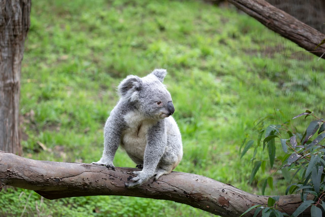 El zoológico está tratando de recaudar la mayor cantidad de dinero posible para el fondo de emergencias. El concurso termina el próximo 31 de enero.