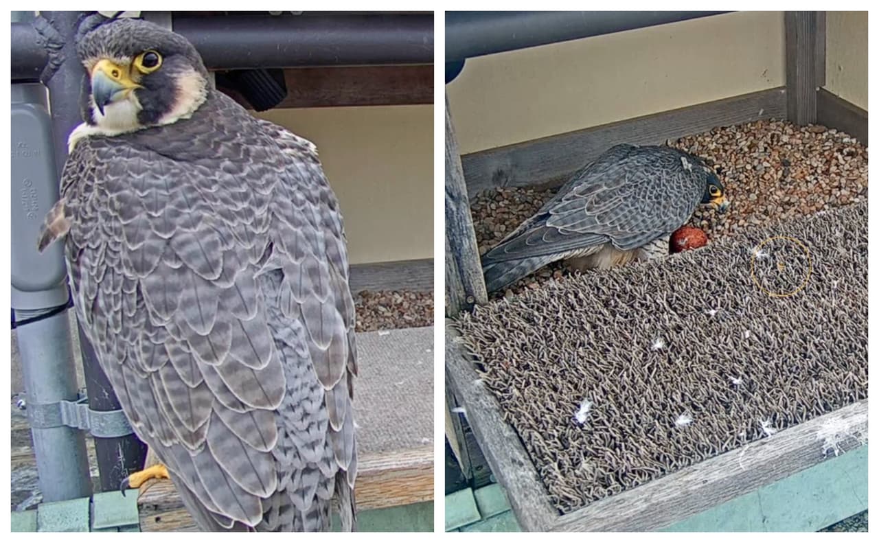 Famosa halcón ‘Tower Girl’ pone su primer huevo de 2020