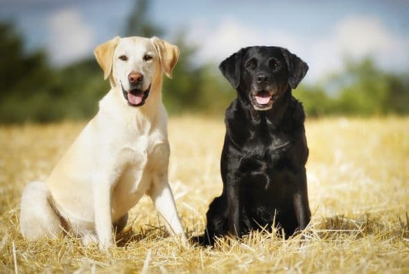 Hay razas de perros para todos los gustos. Sin embargo, no todas se destacan por lo mismo.