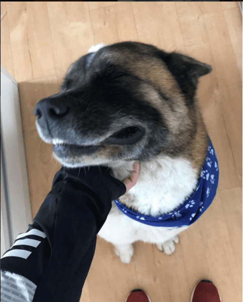 Este sonriente perrito se llama Enzo y es un tipazo que adora pasar tiempo con su querido dueño.