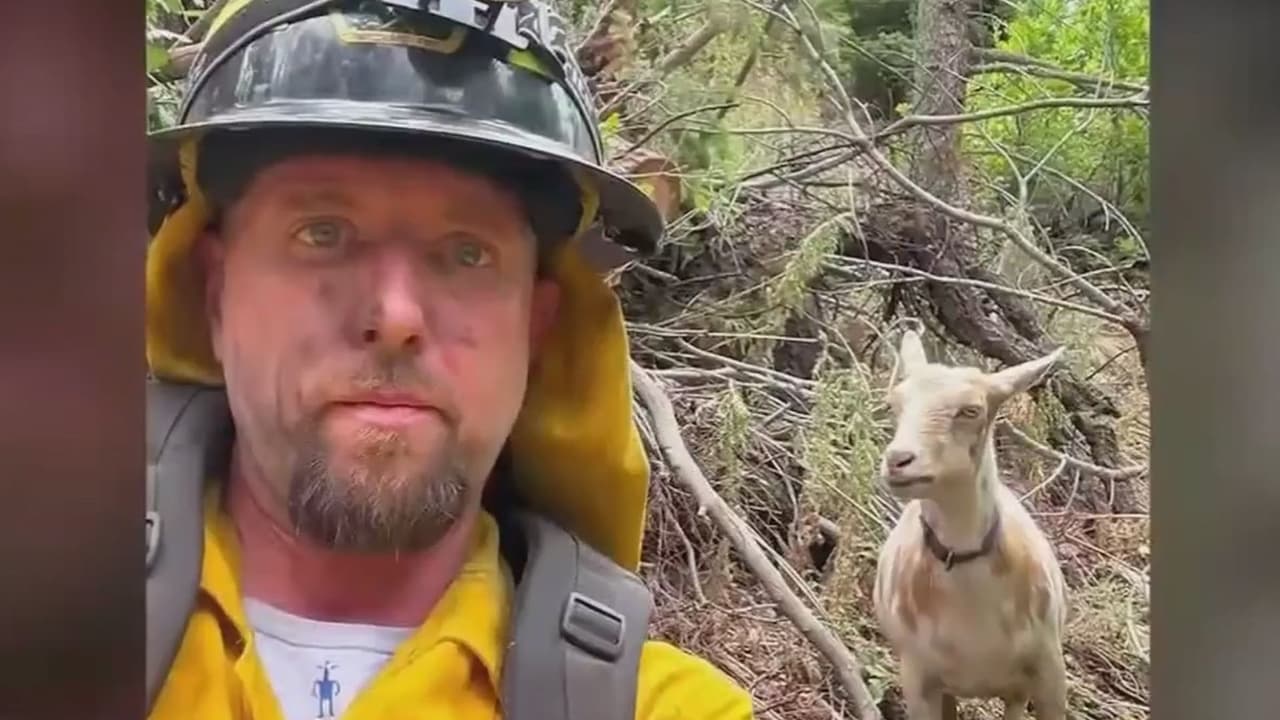 'Goldie', la peculiar cabra que se unió a un equipo de bomberos durante un incendio forestal